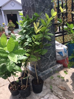 Cây hoa mai xanh thái