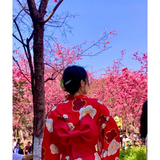[ có sẵn ] Obi / đai thắt lưng nơ áo Kimono