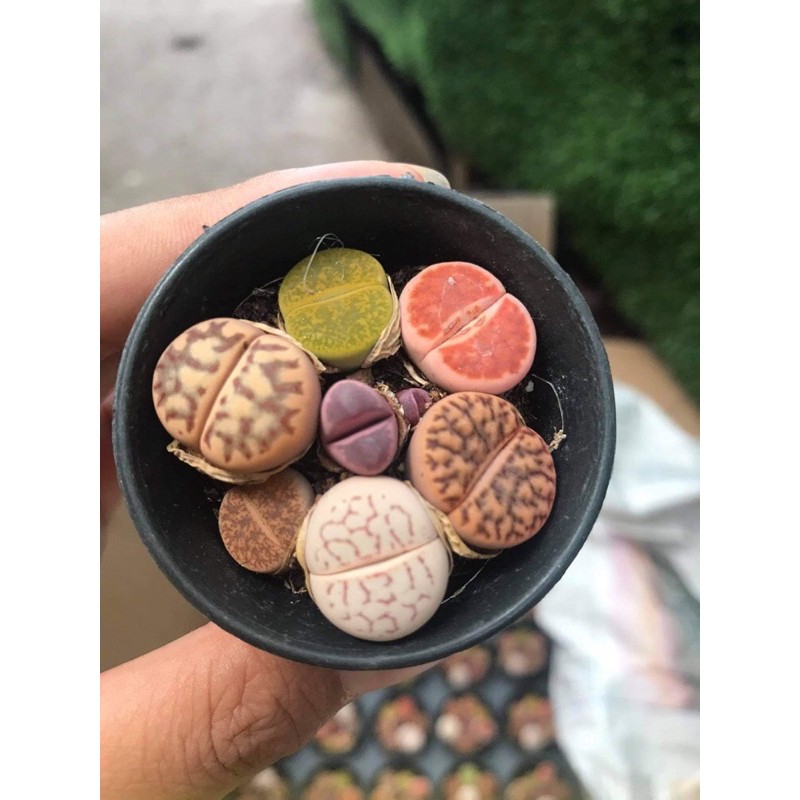 SEN THẠCH LAN, SEN ĐÁ  MÔNG SIÊU CUTE, LITHOPS NHIỀU MÀU SẮC