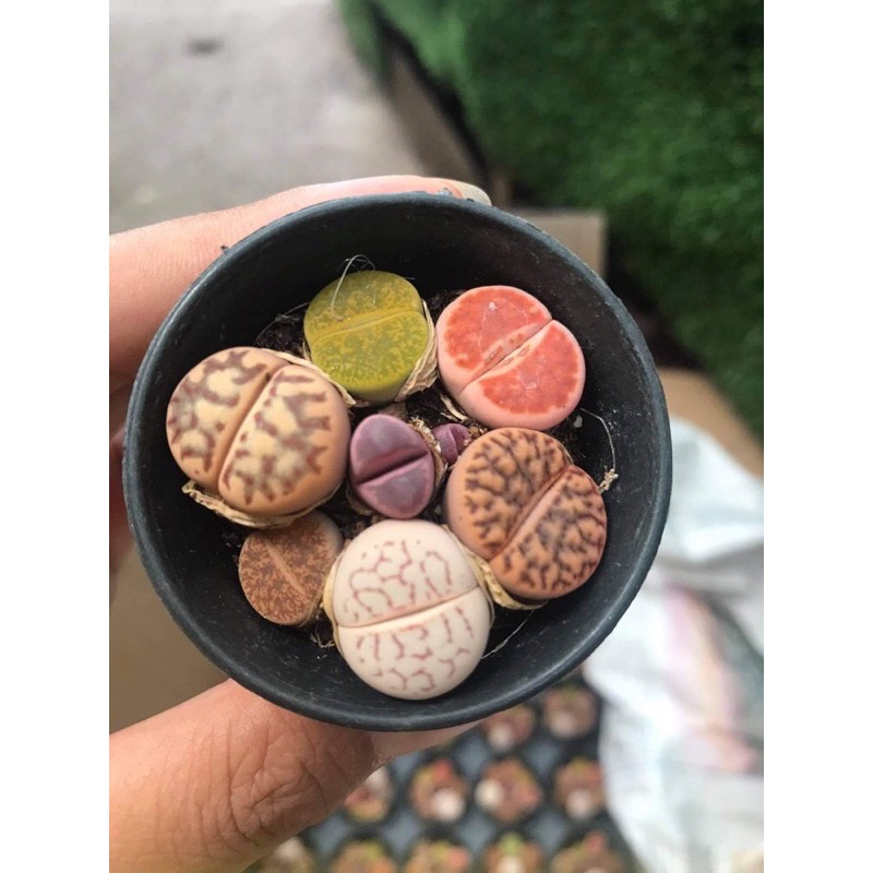 (FREESHIP) SEN THẠCH LAN, SEN ĐÁ  MÔNG SIÊU CUTE, LITHOPS NHIỀU MÀU SẮC