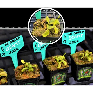 D.m All Green Giant - Bẫy Kẹp Khổng Lồ Xanh của Hắc Tê Exotic Zone.