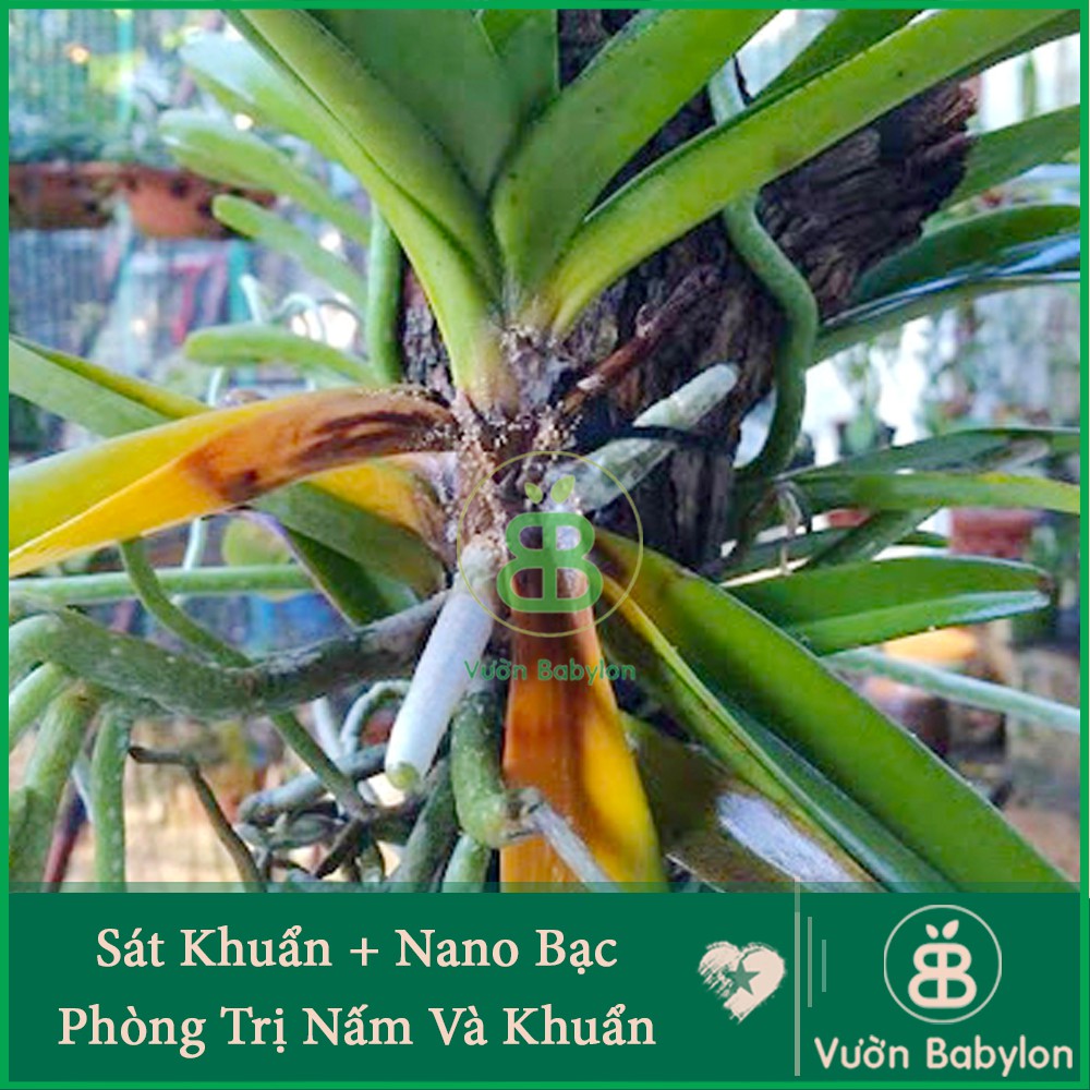 Chế Phẩm Sát Khuẩn Nano Bạc- Hùng Nguyễn