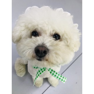 🐶🐱 set váy kèm mũ thú cưng - set đồ cho chó mèo 🐶🐱