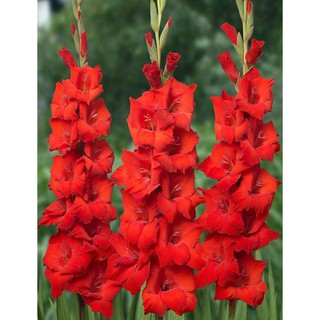 COMBO 10 CỦ HOA LAY ƠN HÀ LAN MÀU ĐỎ