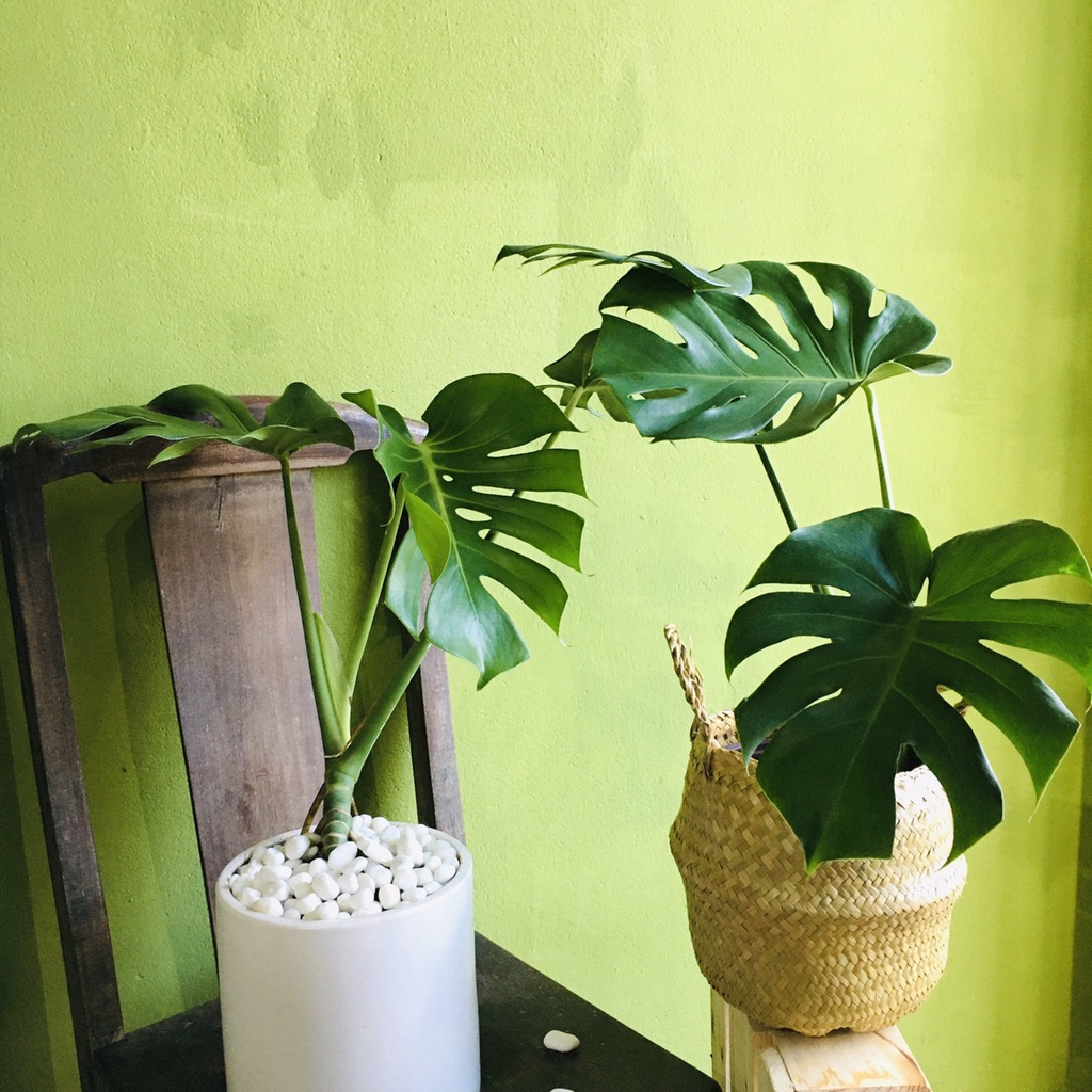 Cây Monstera Deliciosa Trầu Bà Lá Xẻ kèm chậu gốm 40-50cm 1 gốc