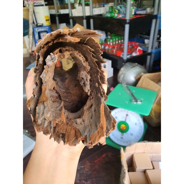 Lũa Lỗ Rỗng 2 Đầu . Hang Pleco - Trang trí bể thủy sinh đẹp