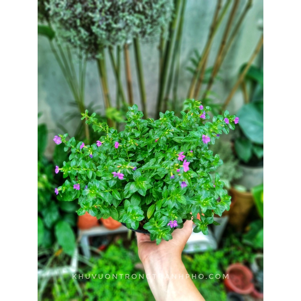 Cây cẩm tú mai nhỏ