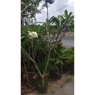 cây sứ đại trăng bông thơm