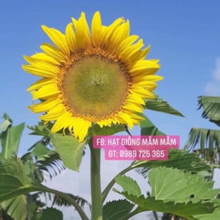 Hướng dương aguara 6 f1  khổng lồ 1 lạng (1.500 hạt)