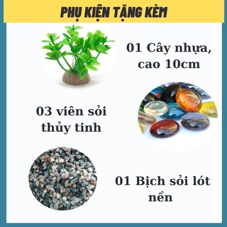 Bể cá mini để bàn tròn T11