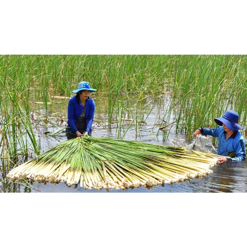 Cây Bồn Bồn miền Tây ngâm đóng gói ăn Lẩu, làm gỏi cực ngon