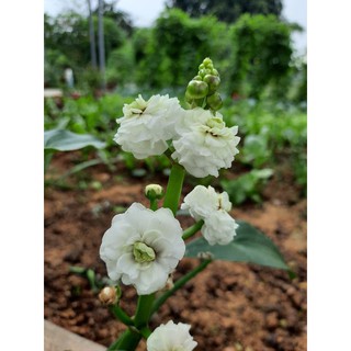 Bách thủy tiên kép nhài