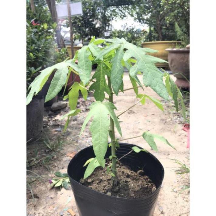 Đu đủ lùn Thái Lan siêu trái - Nhà Vườn Khánh Võ