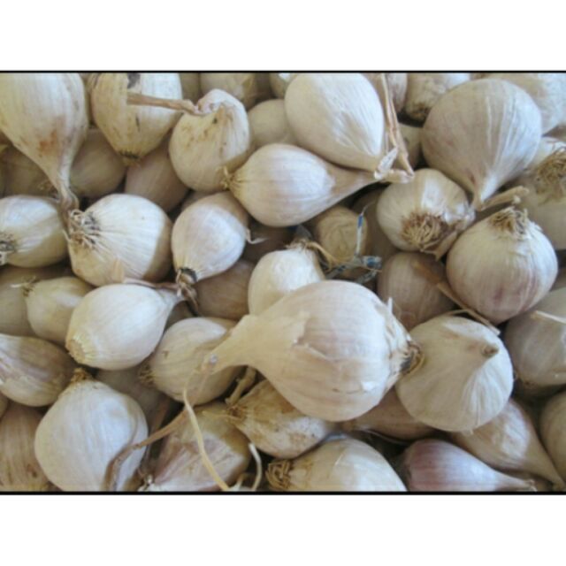 Tỏi cô đơn Lý Sơn