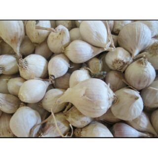 Tỏi cô đơn Lý Sơn