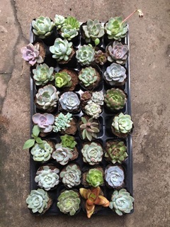 Sen đá bầu 6-7cm- Sỉ 10k