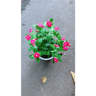 Chậu hoa dừa cạn