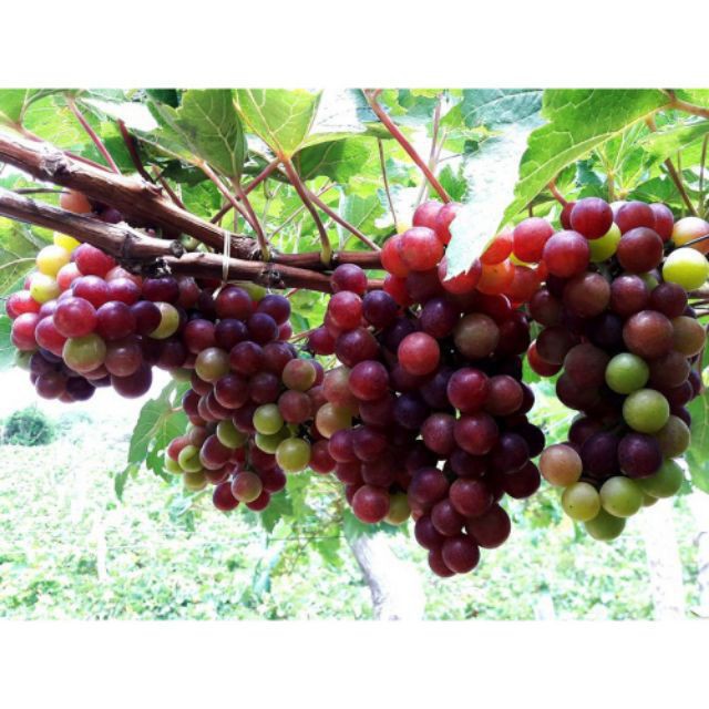 Gói 10 Hạt giống Nho pháp  TÊT SALE ĐỒNG GIÁ SHOP MỚI