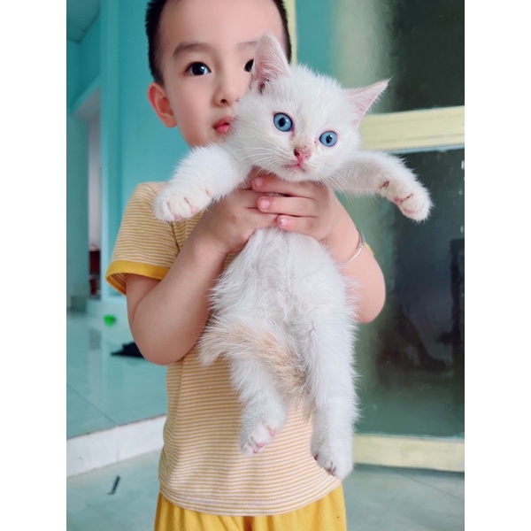 Nhau Mèo Anh Lông Ngắn thu hút tài lộc