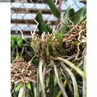 KÍCH THÍCH RA RỄ N3M - LỌ 100 GRAM