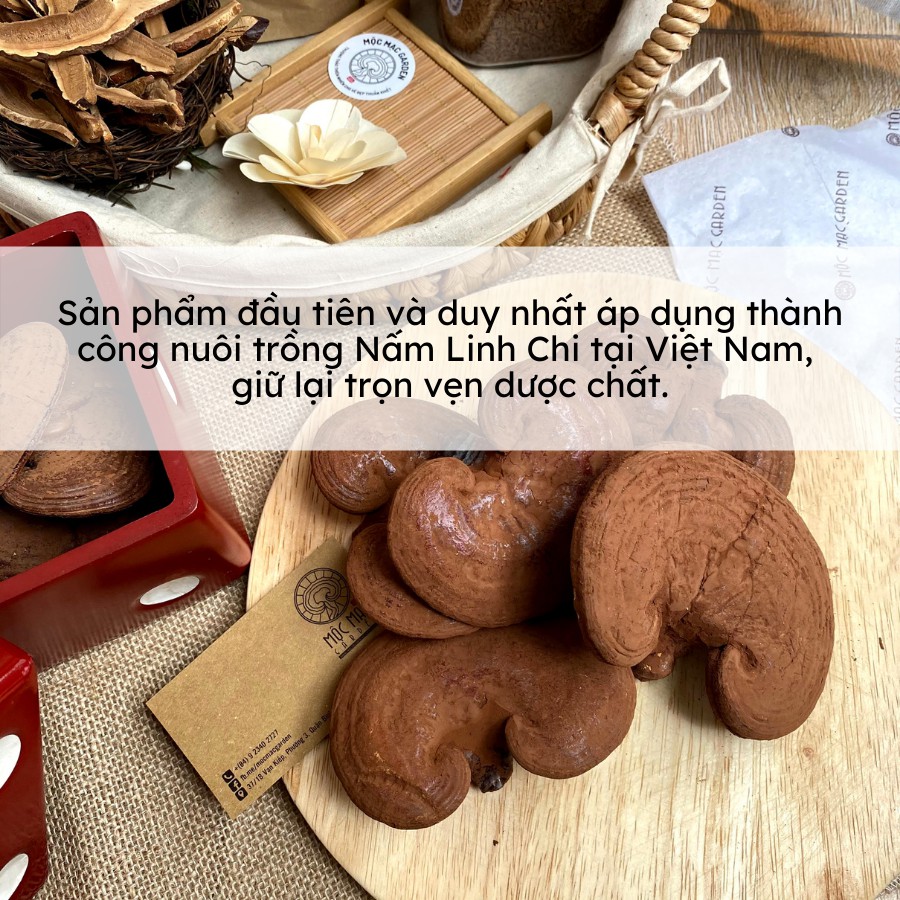 (500gr) Nấm Linh Chi đỏ MMG Còn bào tử thượng hạng dạng túi | BigBuy360 - bigbuy360.vn