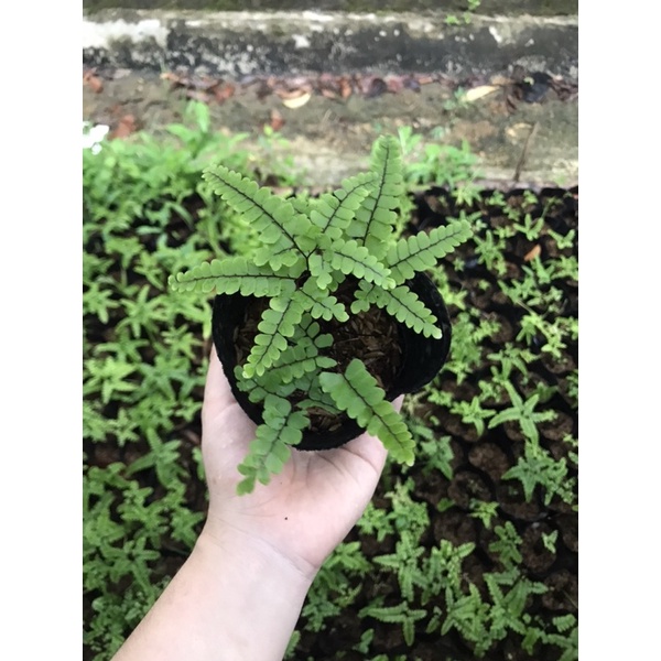 Dương xỉ tóc trinh nữ