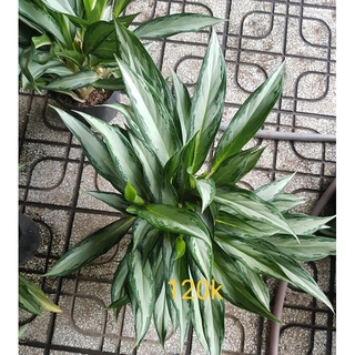 Chậu cây giữ tiền