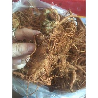 500g -1kg củ tam thất tươi