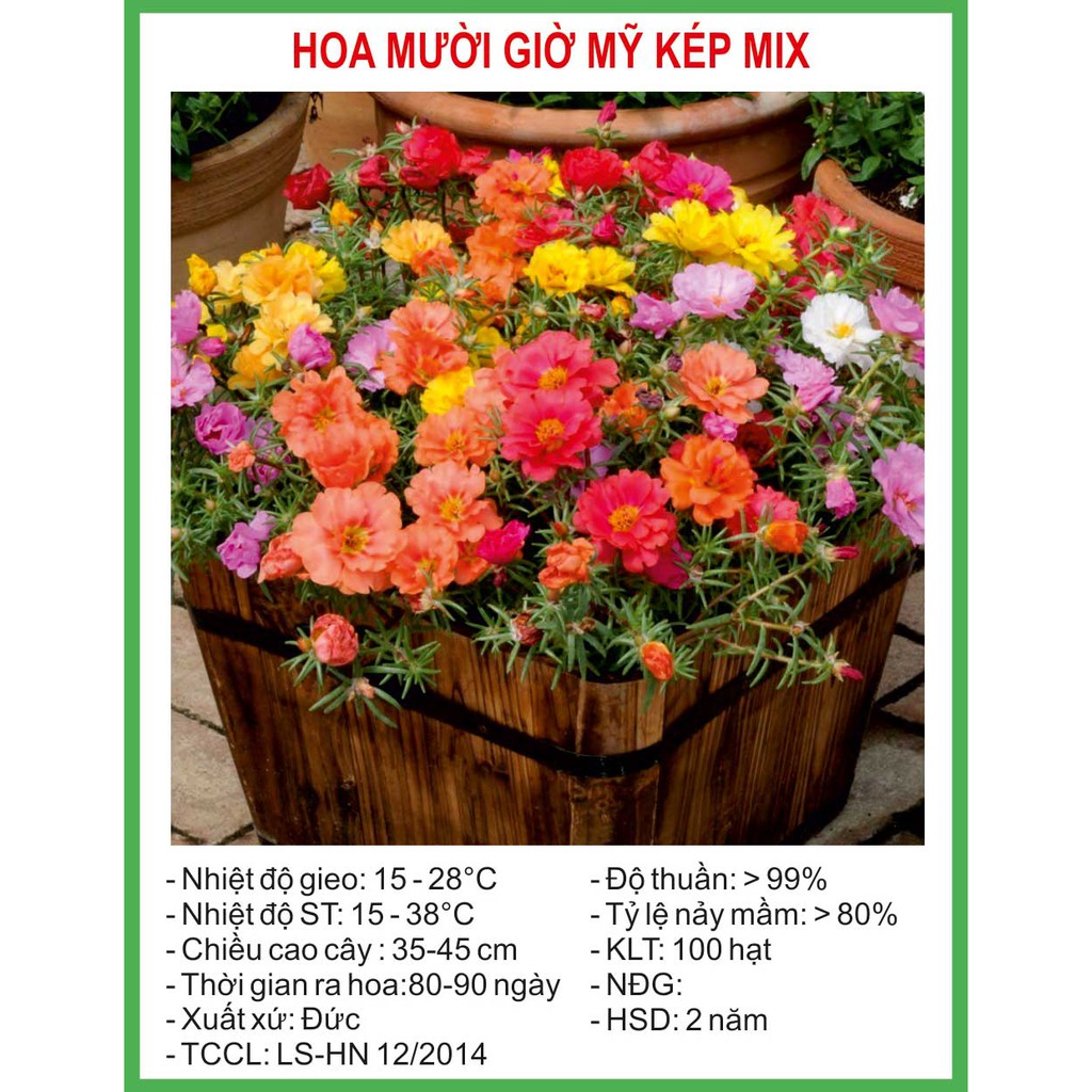 Hạt Giống Hoa Mười Giờ Mỹ Kép Mix 100 Hạt