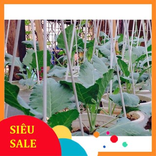 Hạt Giống Su Hào Xanh (200 Hạt) - [MUA 3 TẶNG 1 CÙNG LOẠI] - Giàu Dinh Dưỡng , Năng Suất Cao