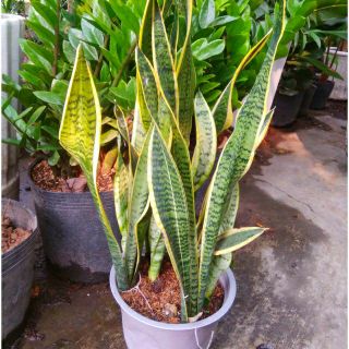 Bụi Lưỡi Hổ (loại lớn )