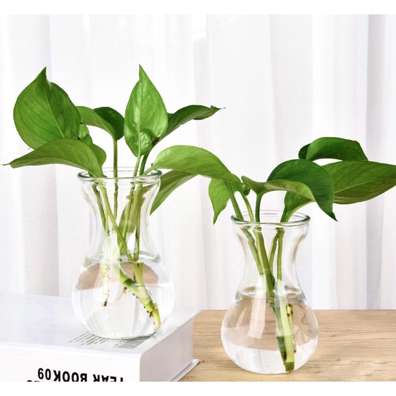 Lọ thuỷ tinh trồng cây thuỷ sinh