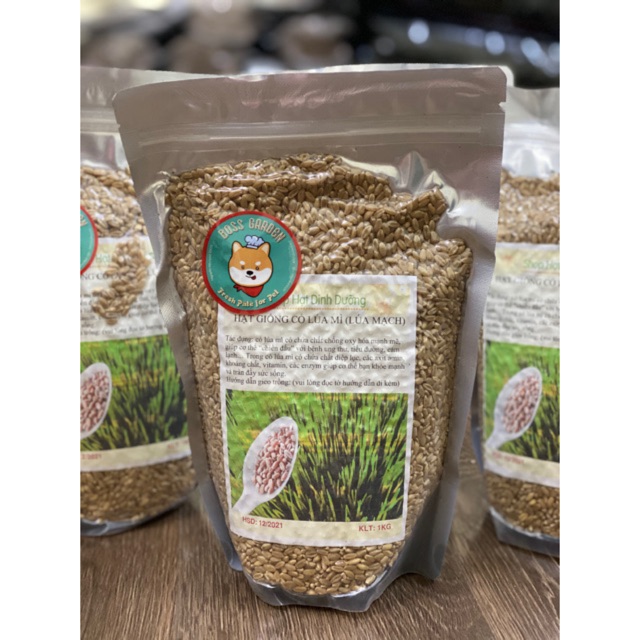 Hạt giống cỏ lúa mì Italya - lúa mạch - 1kg túi zip