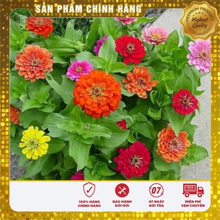 COMBO 09 LOẠI Hạt giống hoa CÚC CHẬU ĐẸP trồng chơi tết