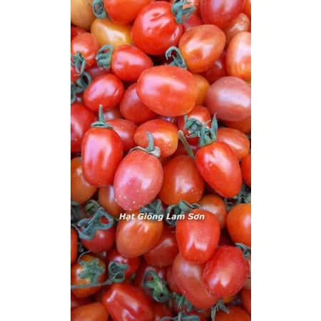 HẠT GIỐNG CÀ CHUA CHERRY CHÙM ĐỎ ( ĐỎ CAM ) - siêu trái, giòn
