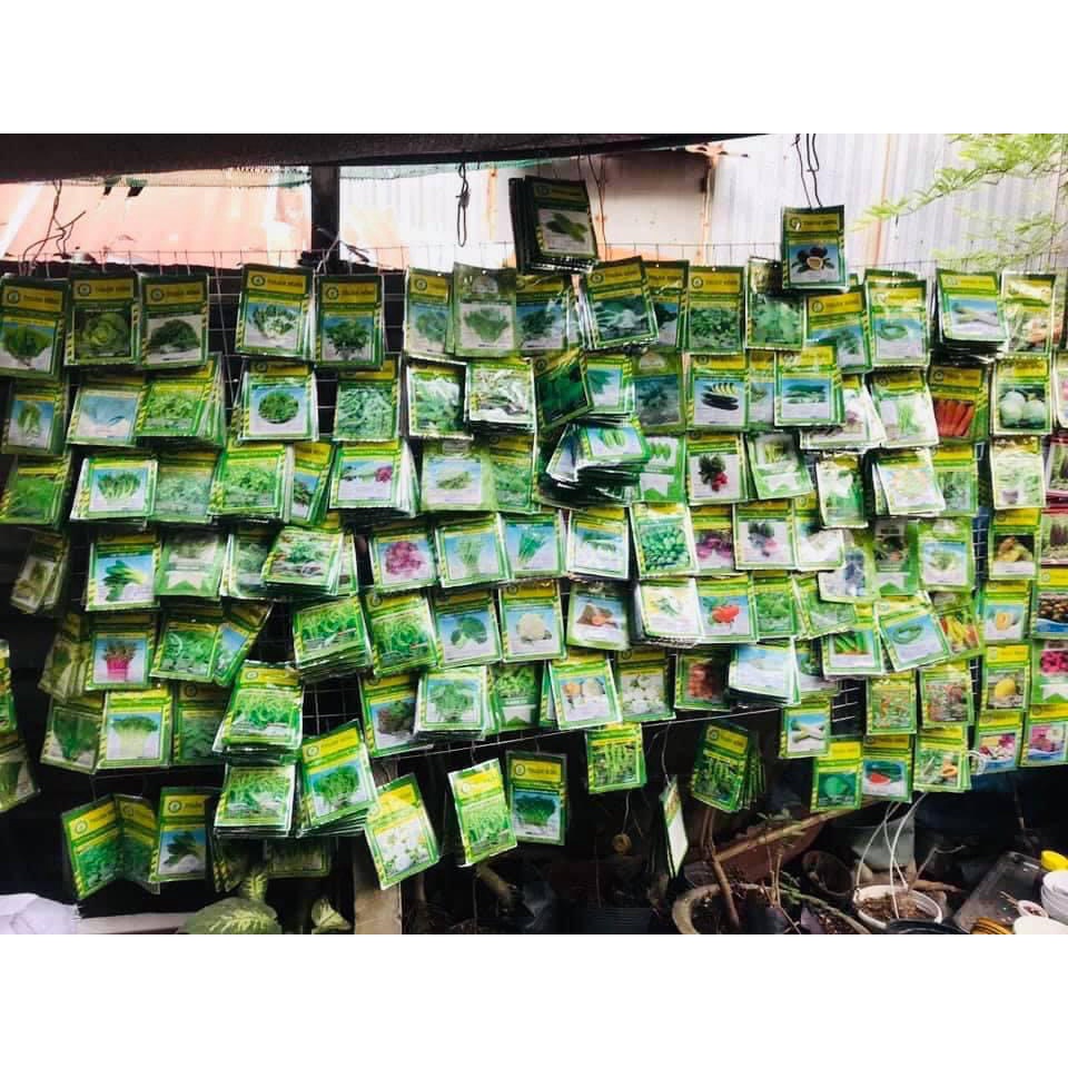 Hạt giống Cà Nâu Cơm Xanh 89