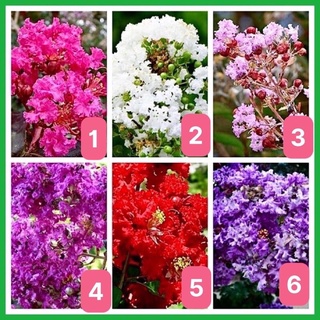 cây giống hoa tường vy