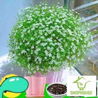 shophouse Hạt giống hoa baby trắng  SHOP HOUSE  TẾT KHUYẾN MẠI