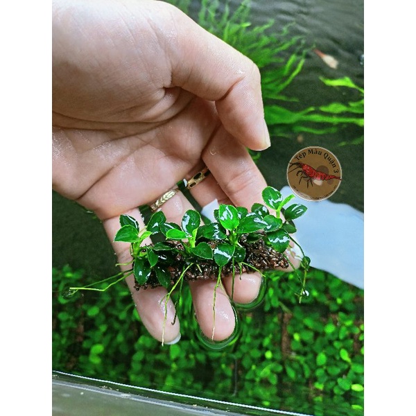 GIÁ THỂ 4 NGỌN RÁY NANA PETITE THÁI - TRANG TRÍ HỒ TÉP