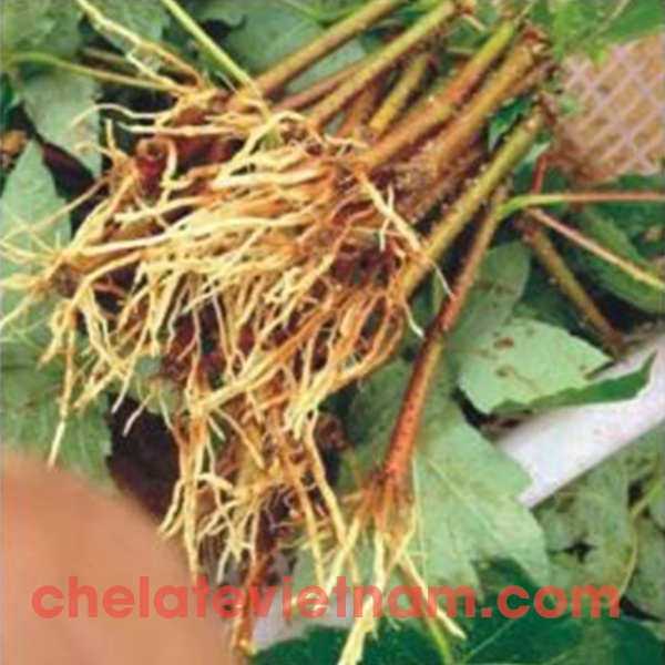 IBA-K 98%  gói 50gram