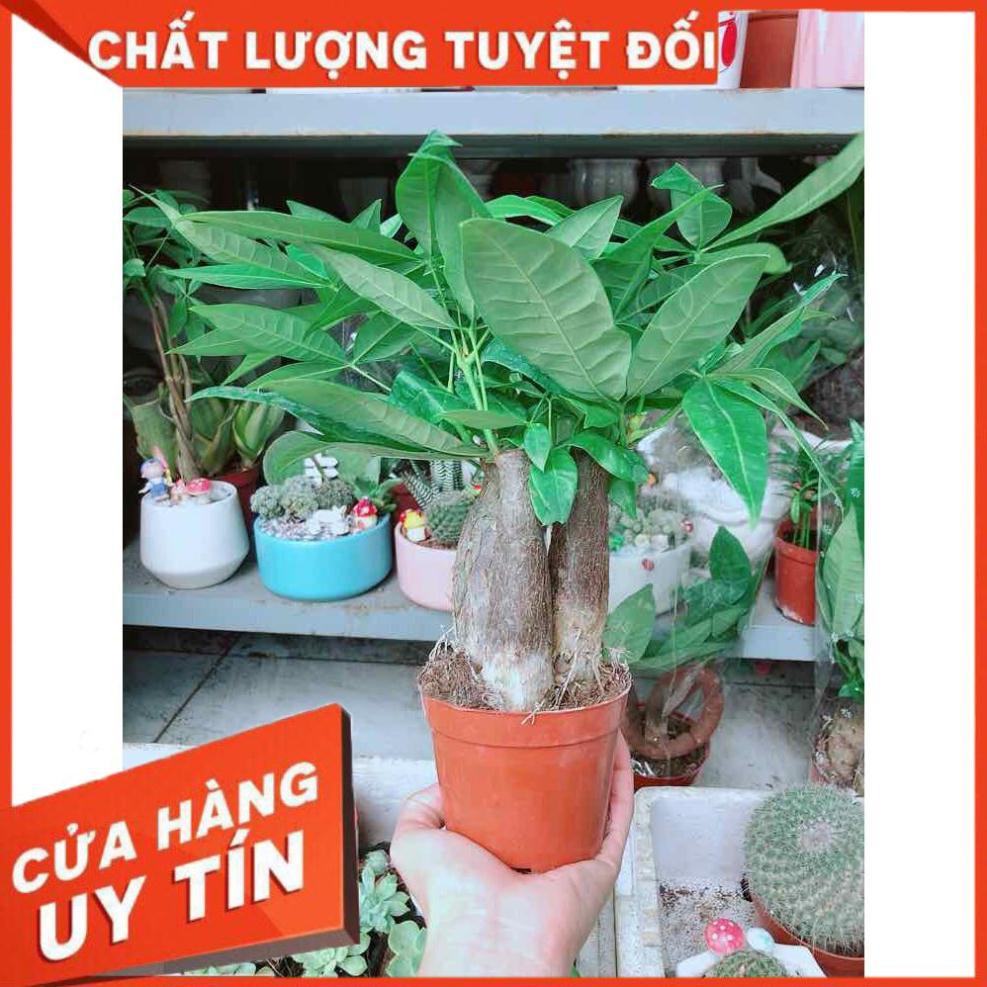 Chậu kim ngân 3 thân Nhiều Người Mua