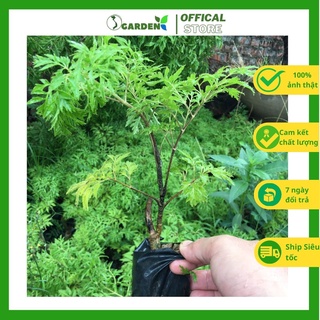 Cây đinh lăng lá nếp cao khoảng 15-20 cm cây khoẻ mạnh như hình