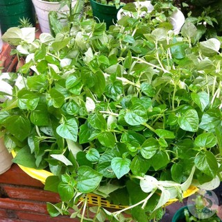 Hạt Giống Rau Càng Cua