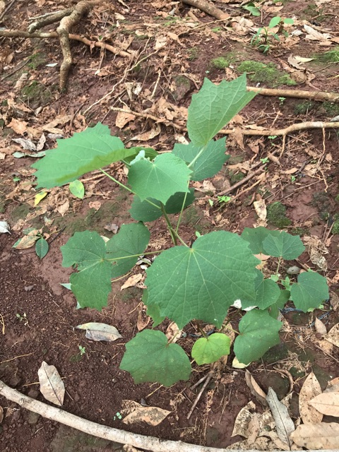 1 cây ké hoa đào giống