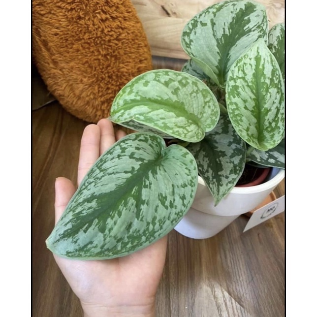 Cây trầu bà lụa