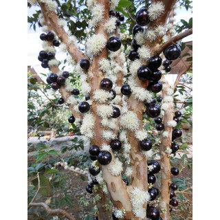 Nho thân gỗ tứ quý gốc Nam Mỹ