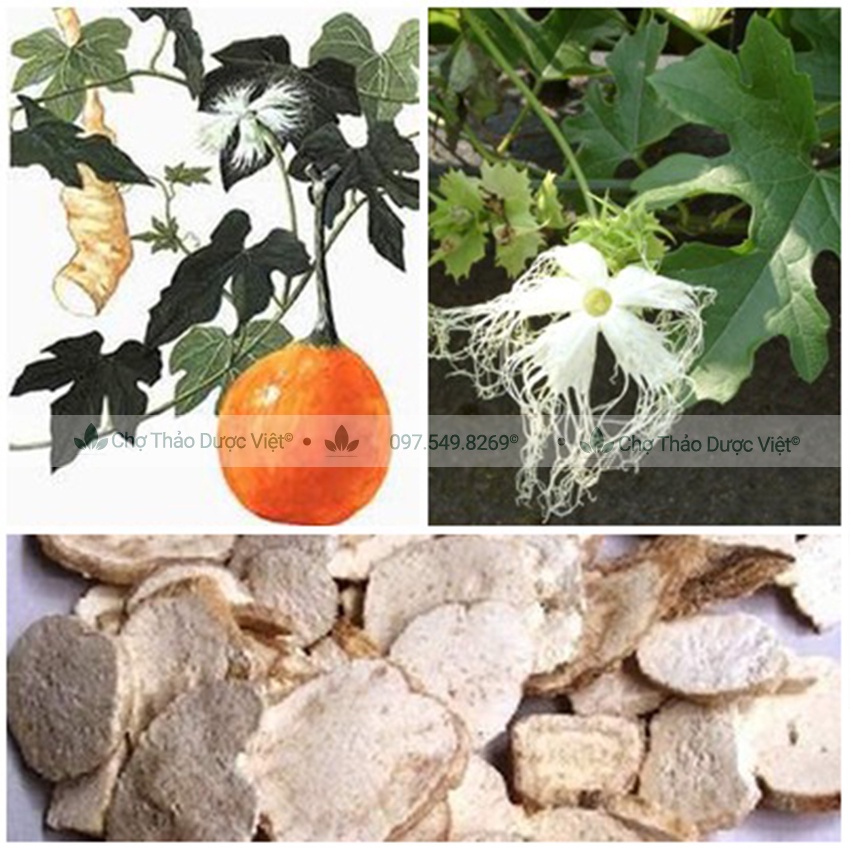 Thiên hoa phấn khô thượng hạng 1kg - Chợ Thảo Dược Việt
