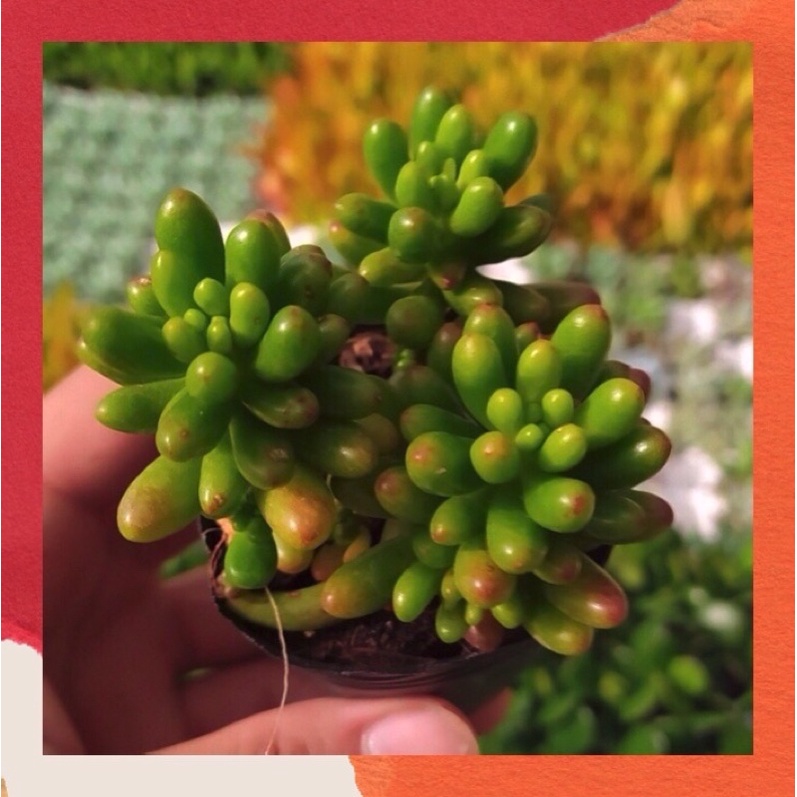 COMBO 5 LÁ MẦM SEN ĐÁ NGẪU NHIÊN HƯ 1 ĐỔI 1 SIÊU CUTE