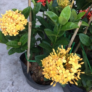 Hoa mẫu đơn vàng lá trung siêu bông