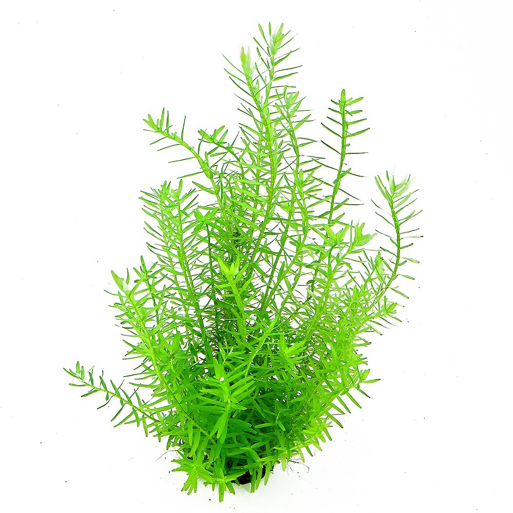 Cây thủy sinh Rotala xanh - Rotala xanh - Cây Thủy Sinh Dễ Trồng - Cây Dạng Cạn